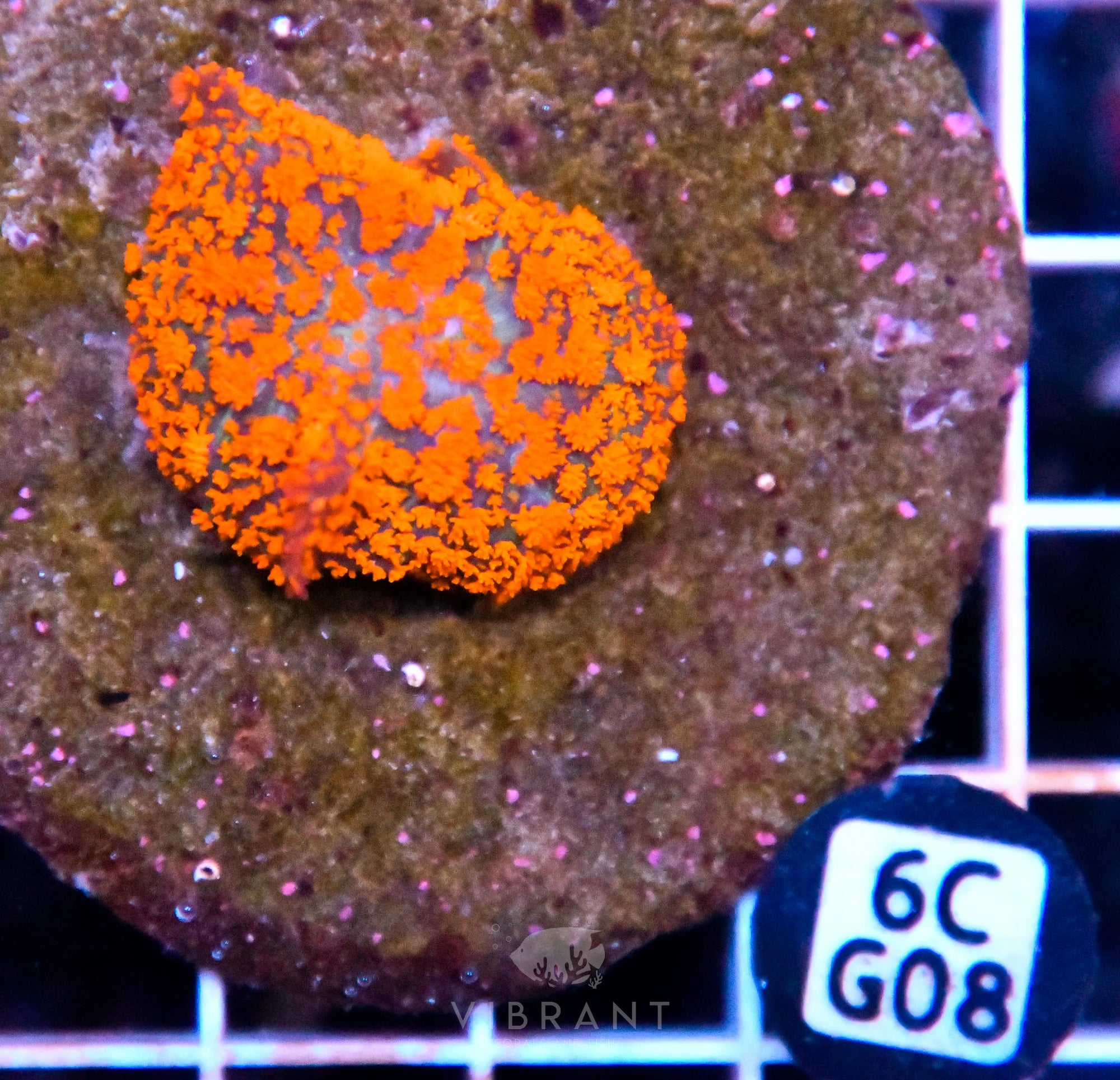 Mushroom INDO