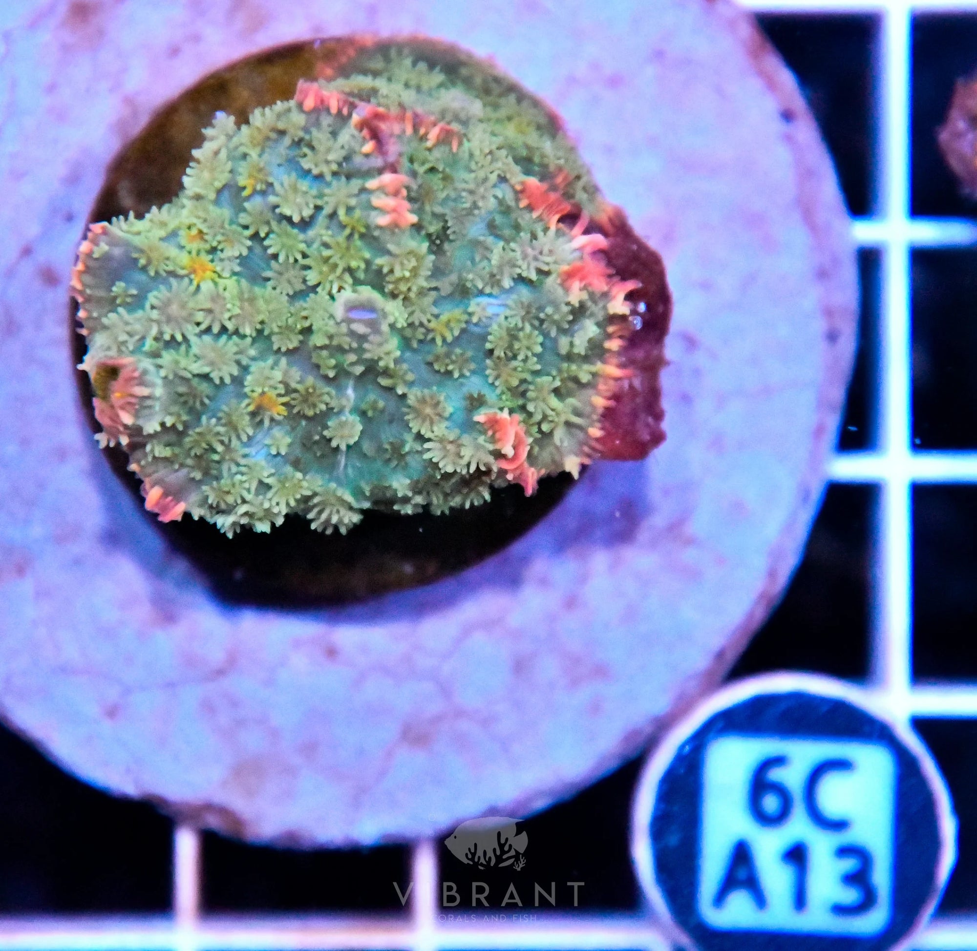 Mushroom INDO
