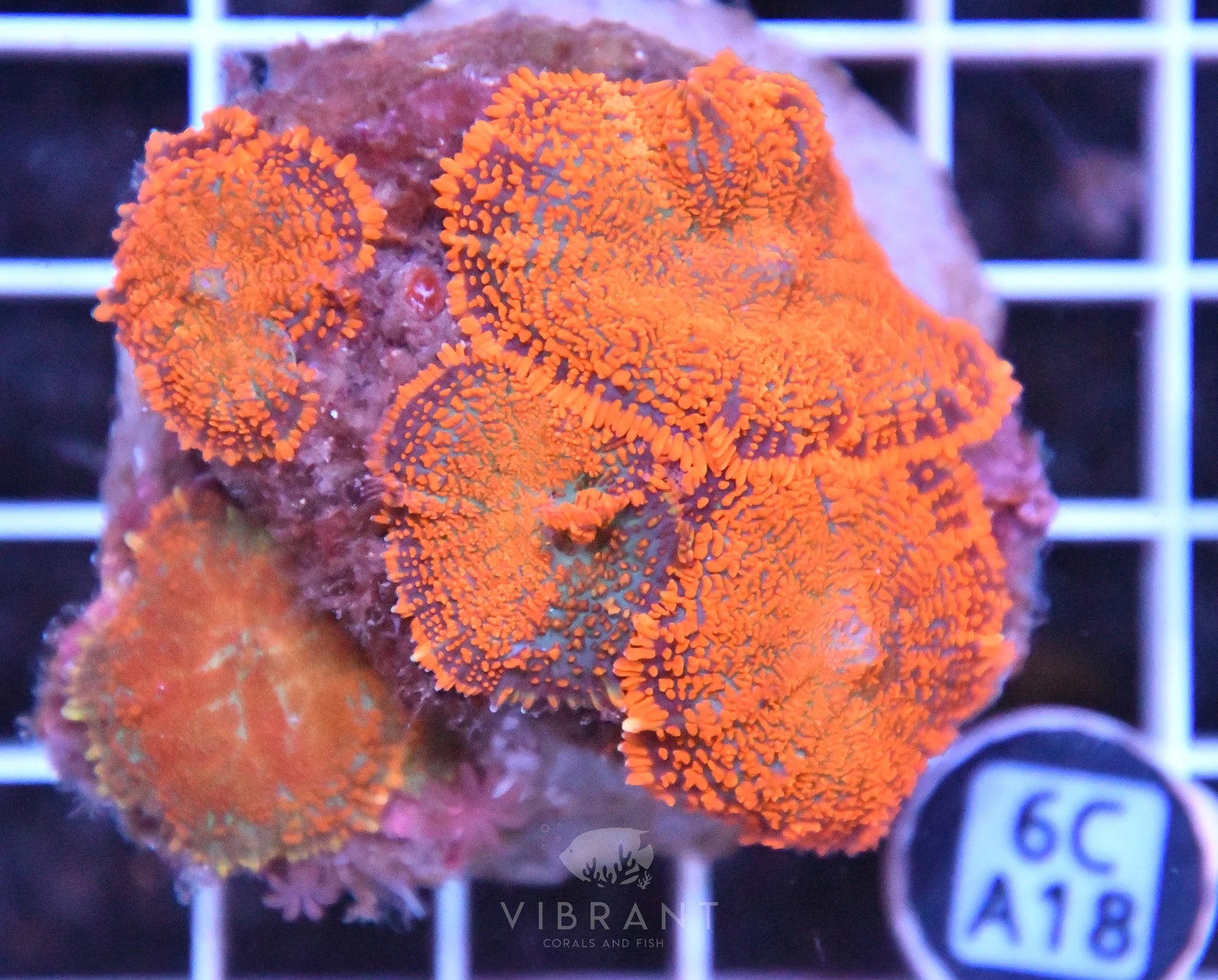 Mushroom INDO