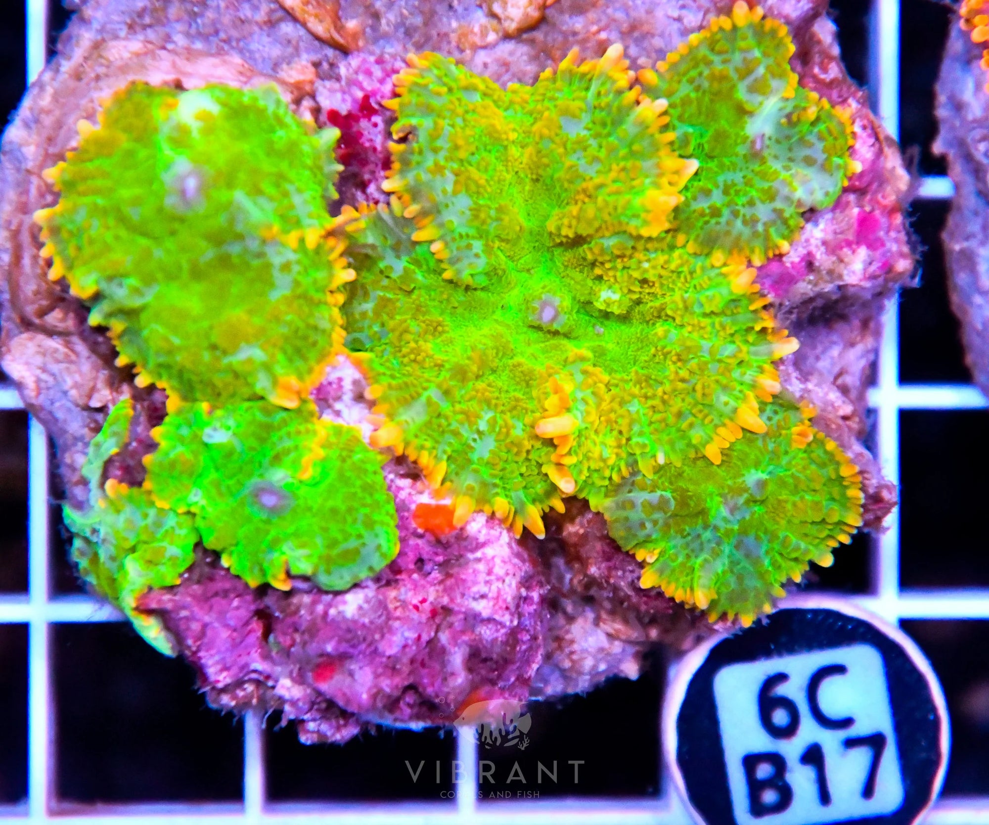 Mushroom INDO