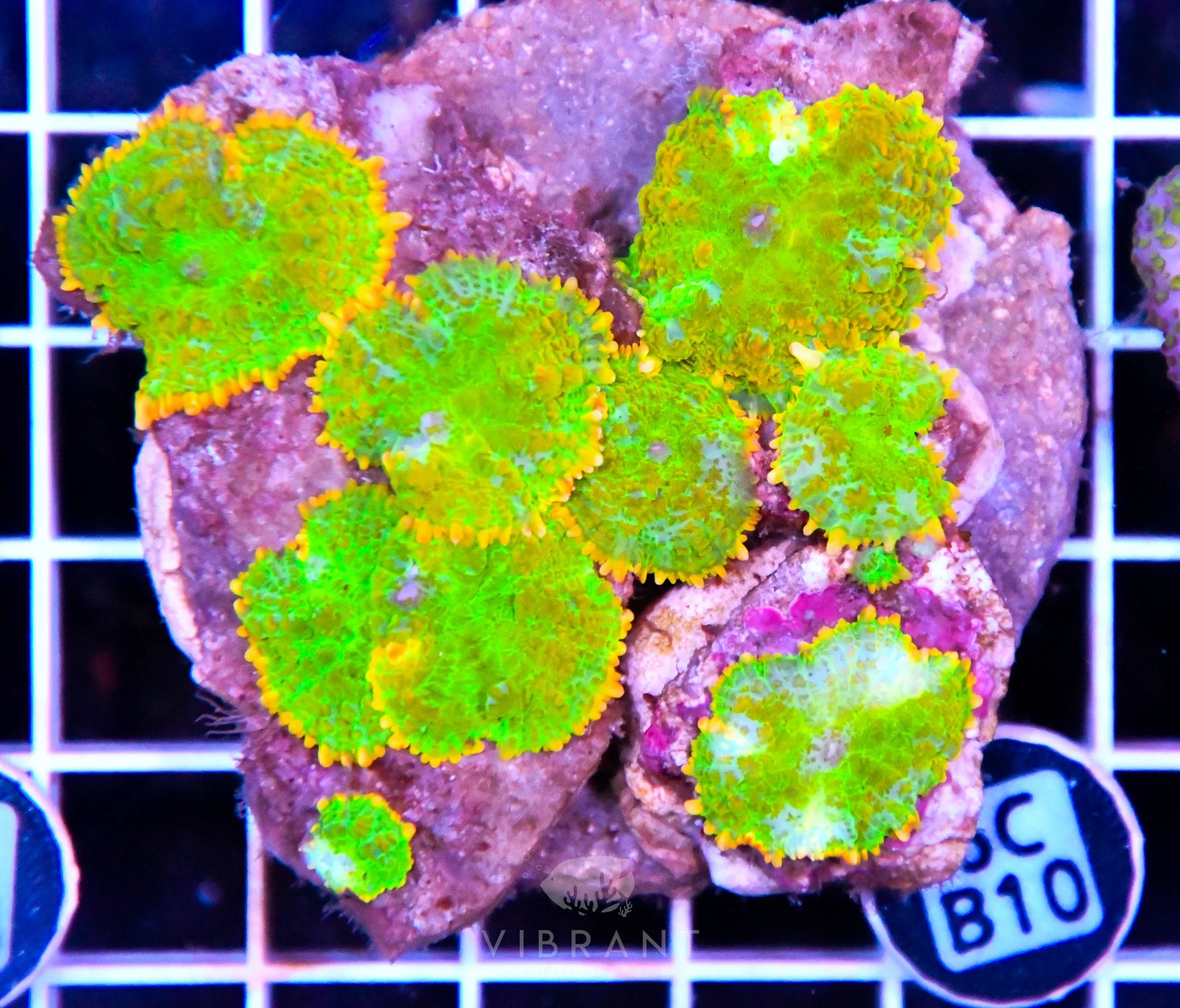 Mushroom INDO