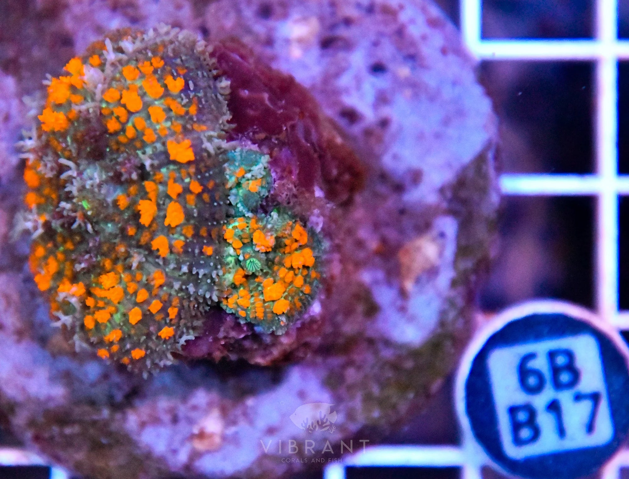 Mushroom INDO