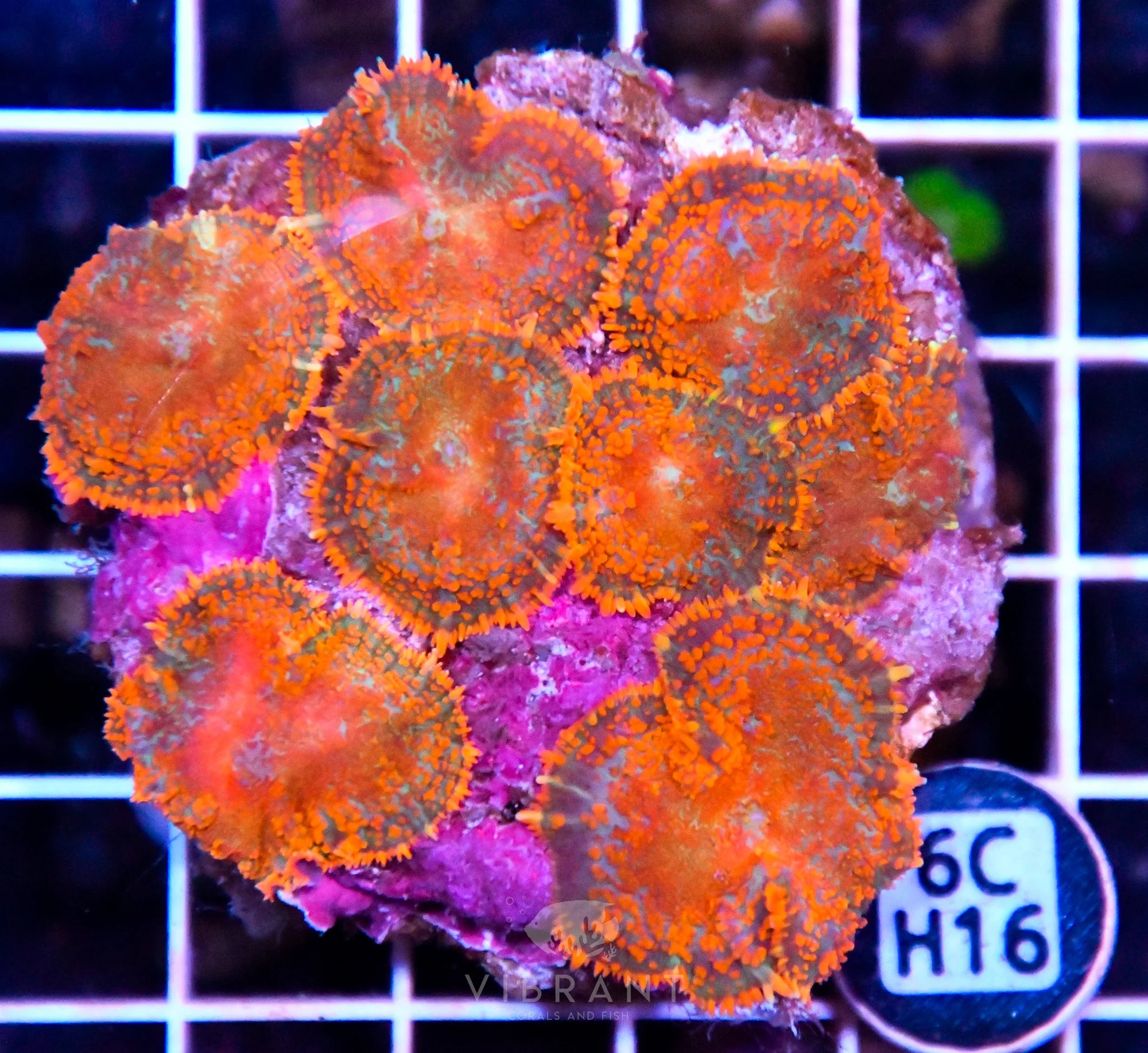 Mushroom INDO
