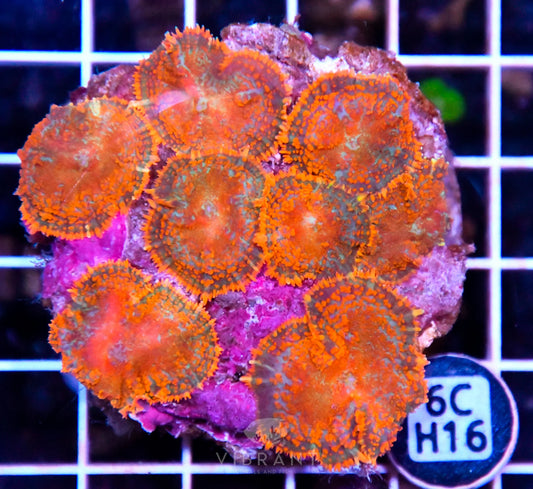 Mushroom INDO