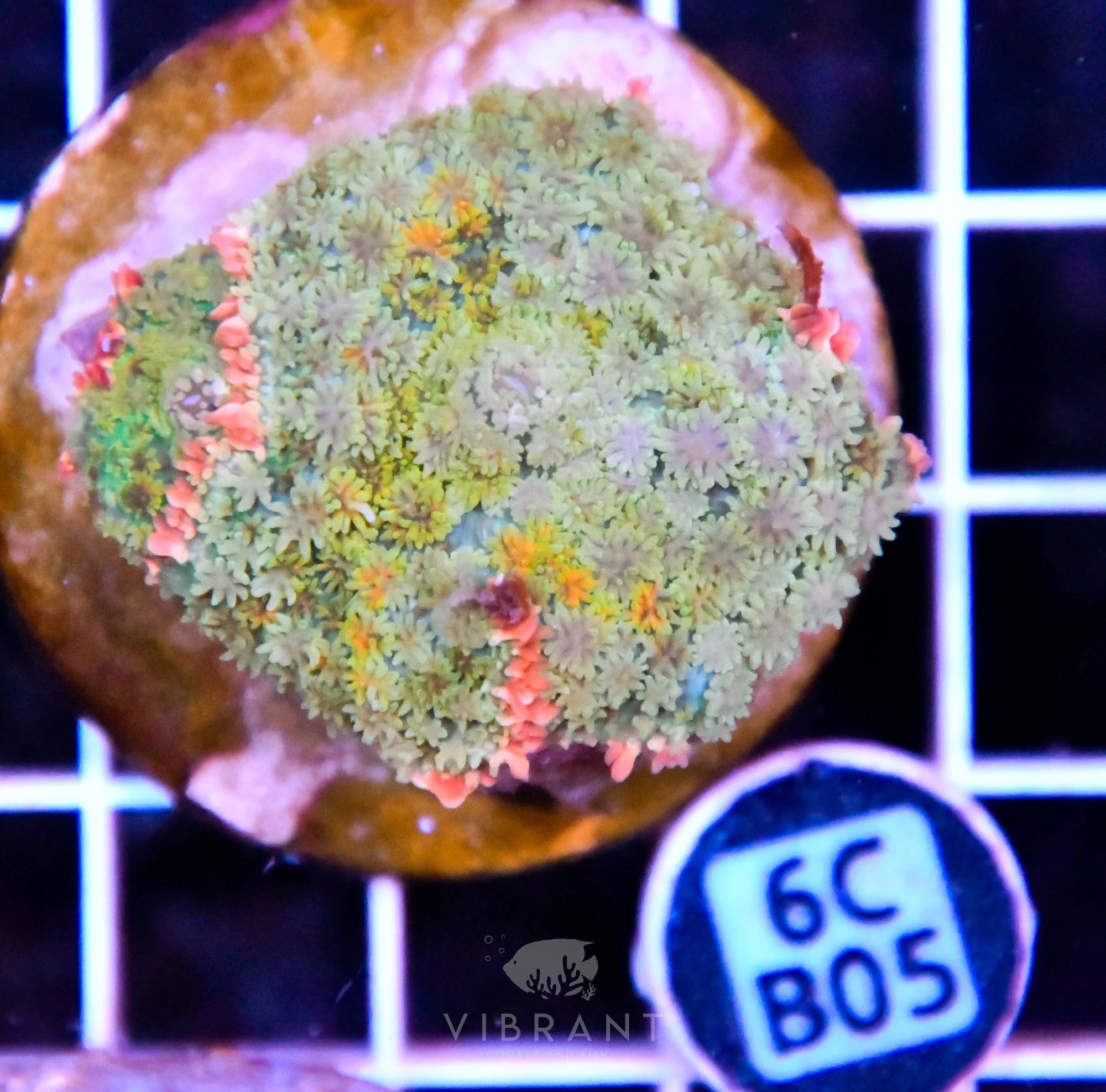 Mushroom INDO