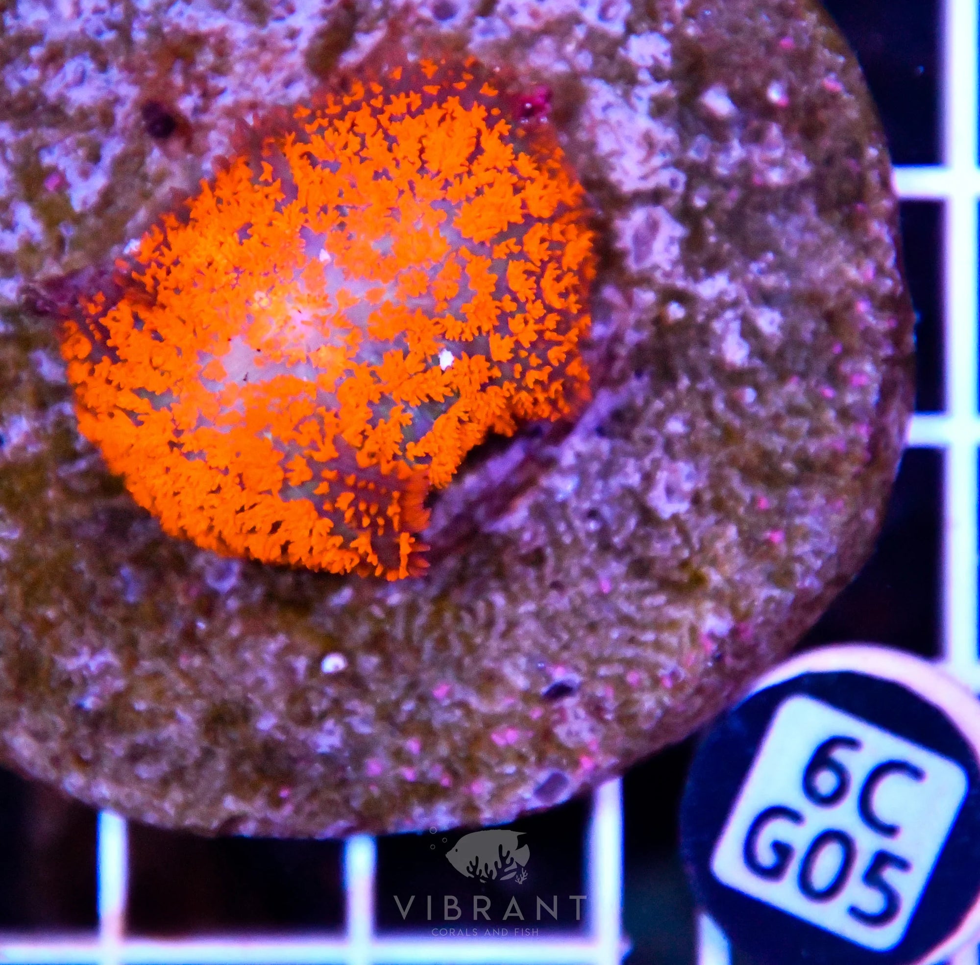 Mushroom INDO