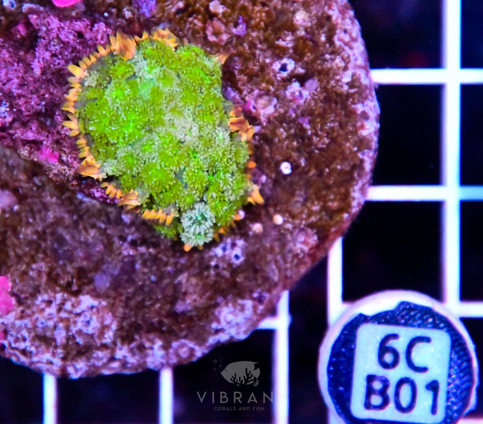 Mushroom INDO