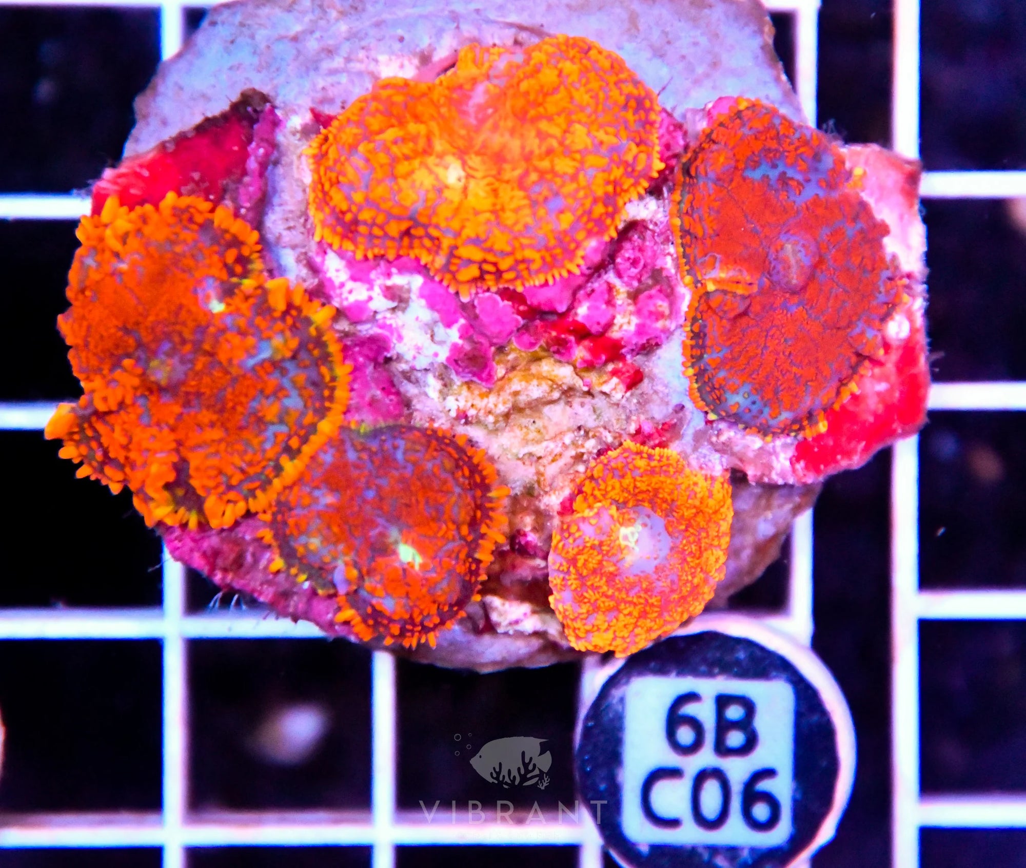 Mushroom INDO