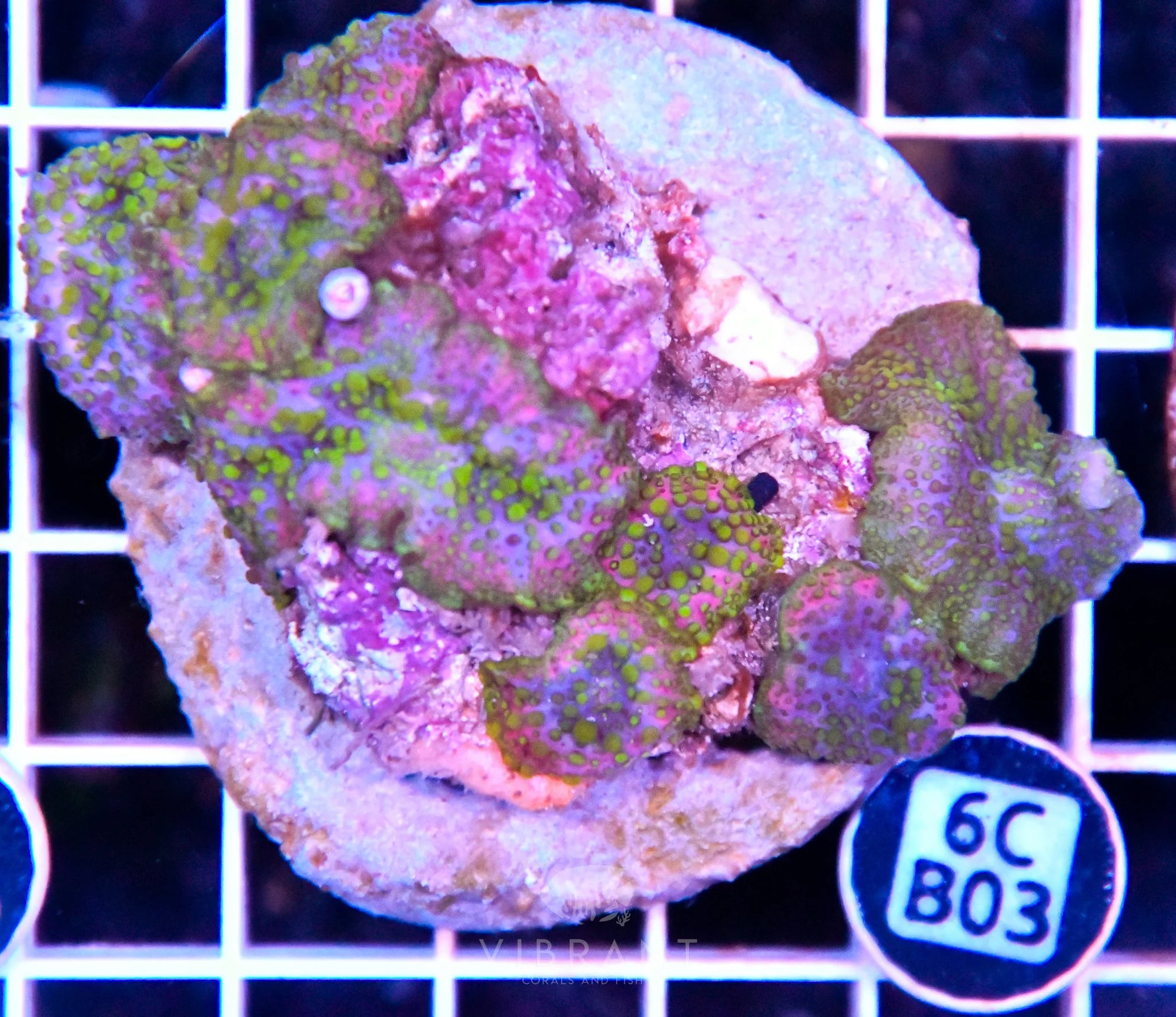 Mushroom INDO