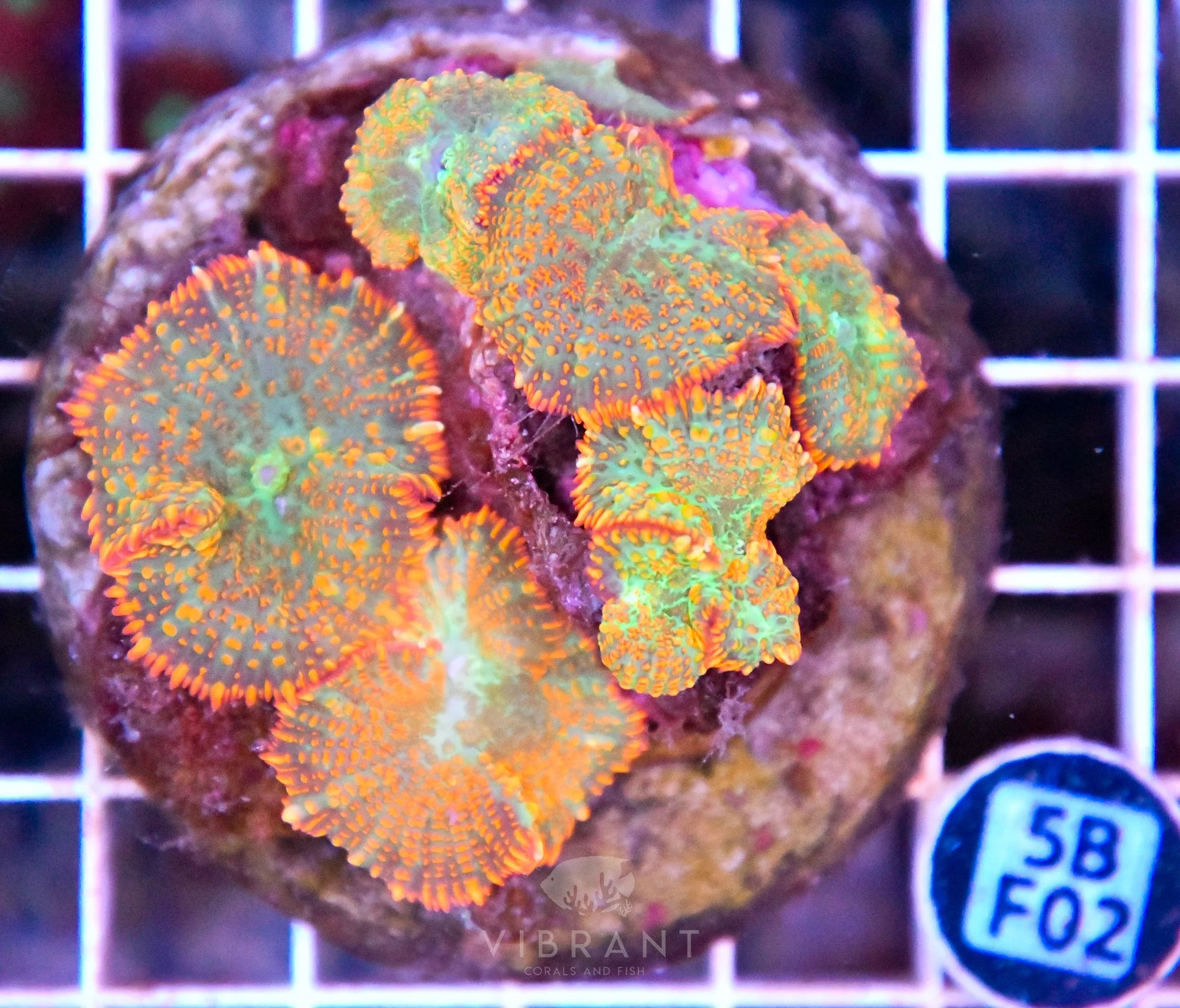 Mushroom INDO