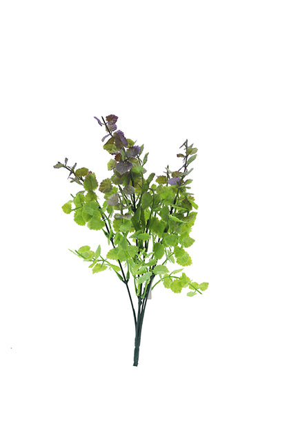 Naturescapes Fagus Bush