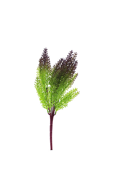 Naturescapes Maidenhair