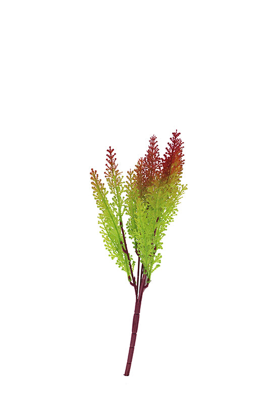 Naturescapes Maidenhair