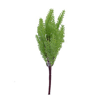 Naturescapes Maidenhair