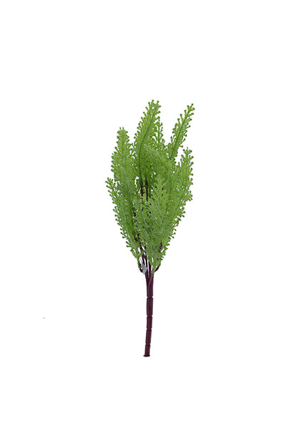 Naturescapes Maidenhair