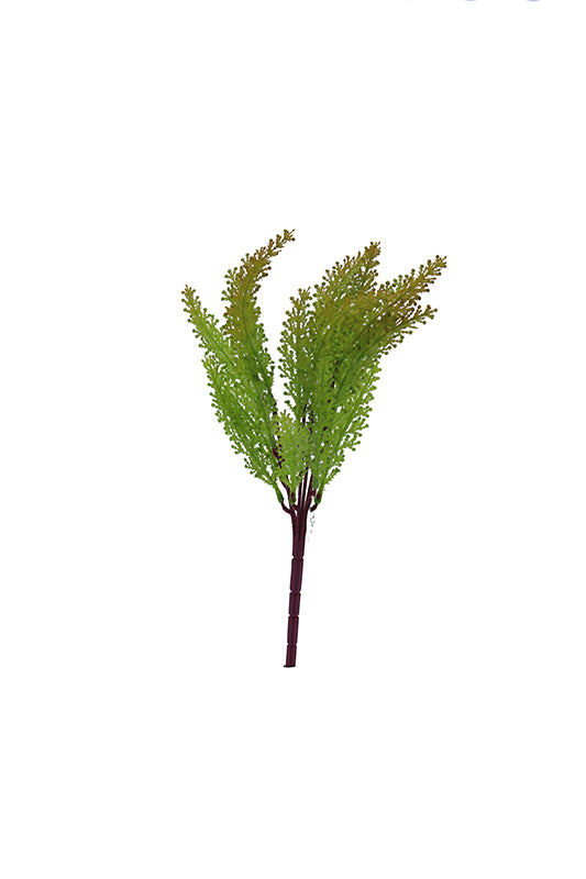 Naturescapes Maidenhair