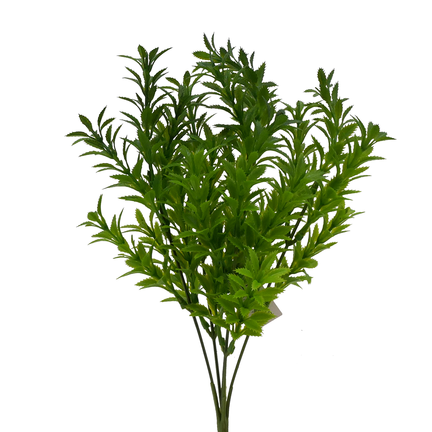 Naturescapes Mermaid Weed