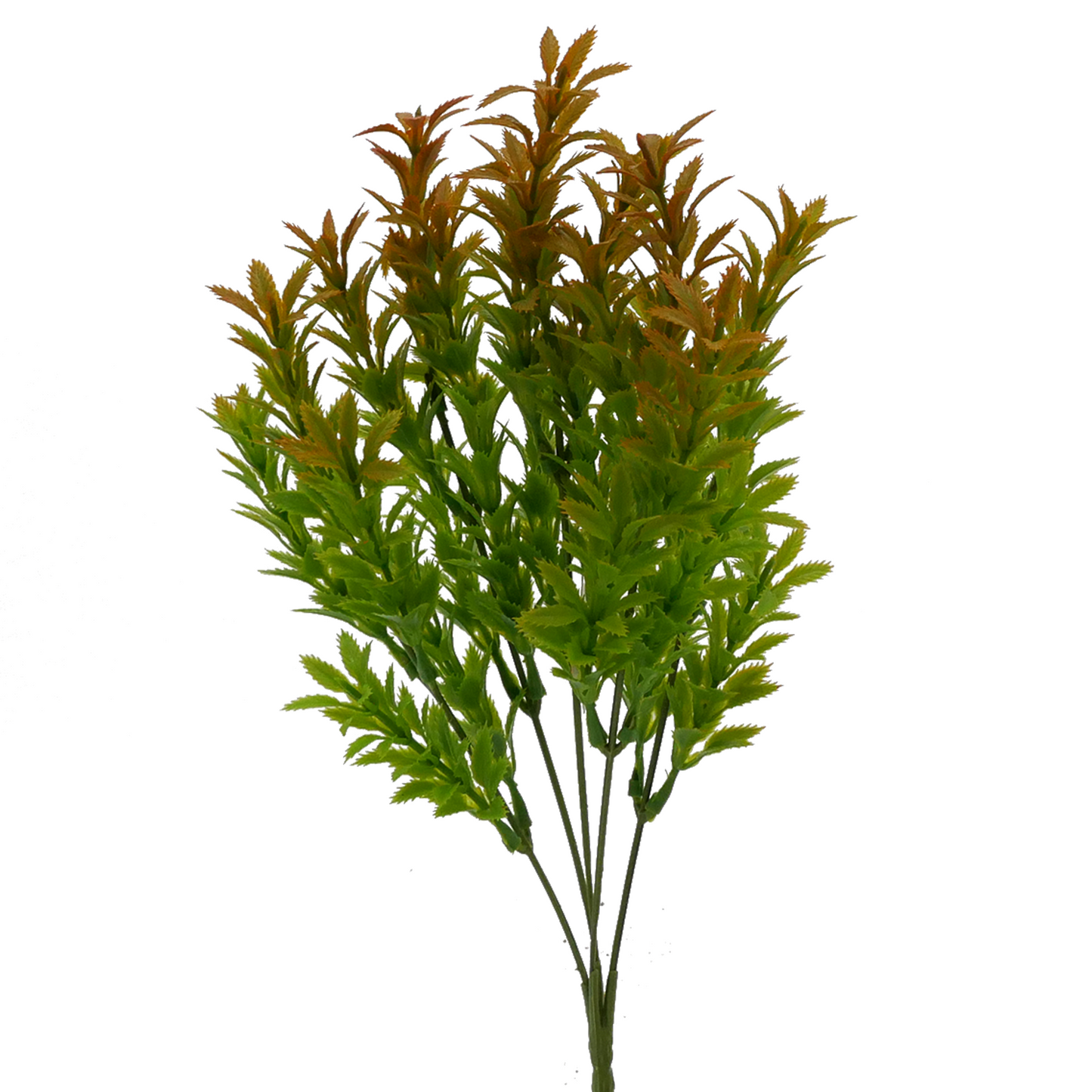 Naturescapes Mermaid Weed
