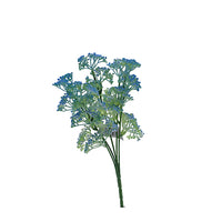 Naturescapes Queen Annes Lace