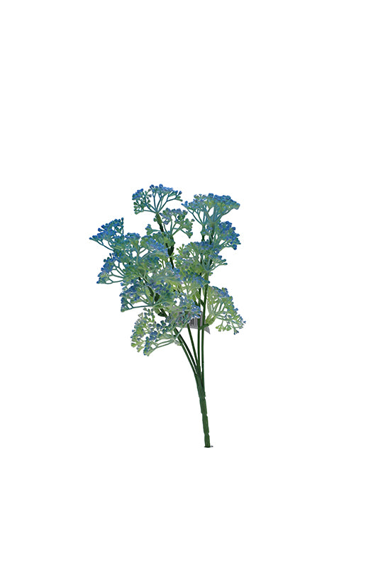 Naturescapes Queen Annes Lace
