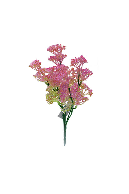 Naturescapes Queen Annes Lace