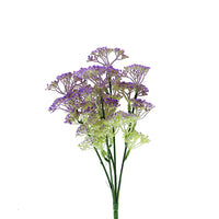 Naturescapes Queen Annes Lace