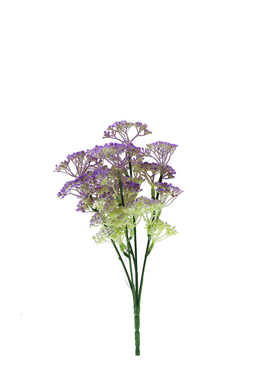 Naturescapes Queen Annes Lace