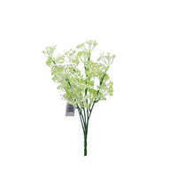 Naturescapes Queen Annes Lace