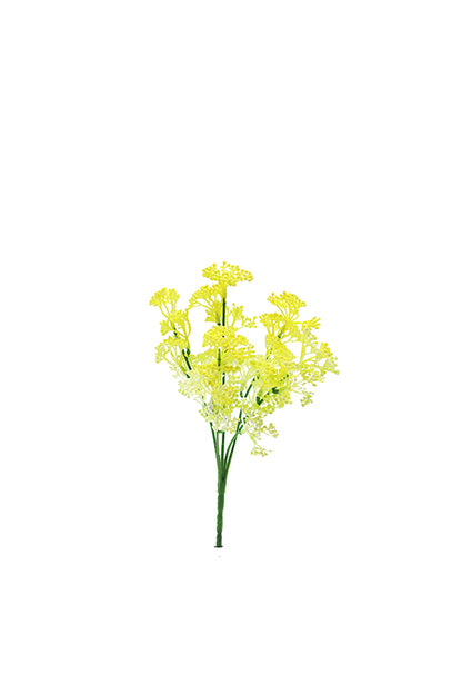 Naturescapes Queen Annes Lace