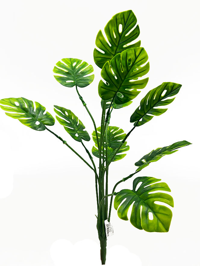 Naturescapes Monstera