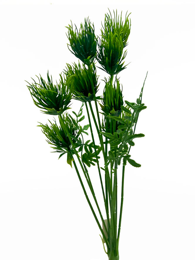 Naturescapes Tilandsia