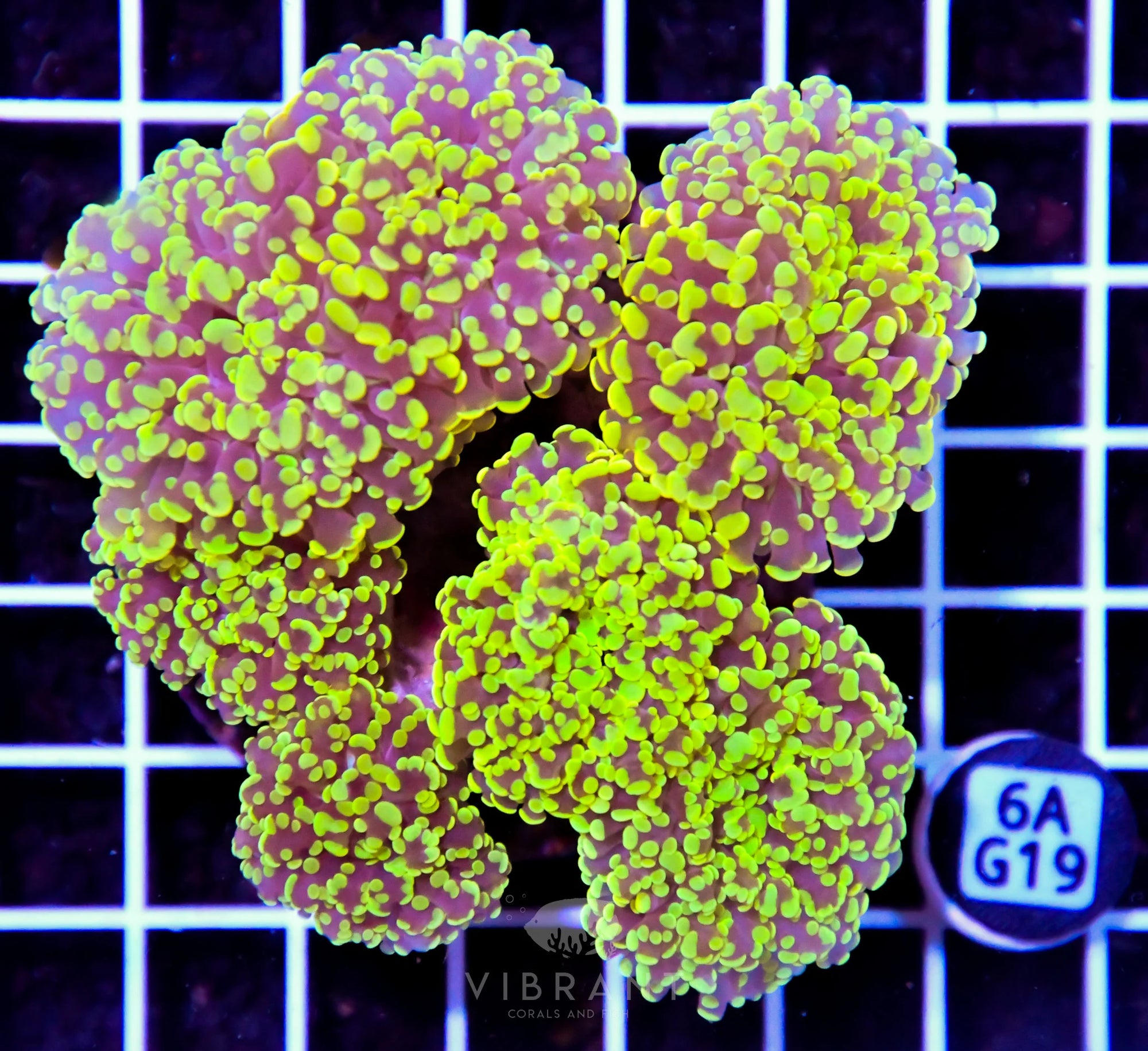 Octospawn Branching INDO W