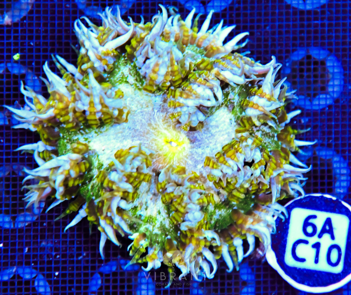 Rock Flower Anemone
