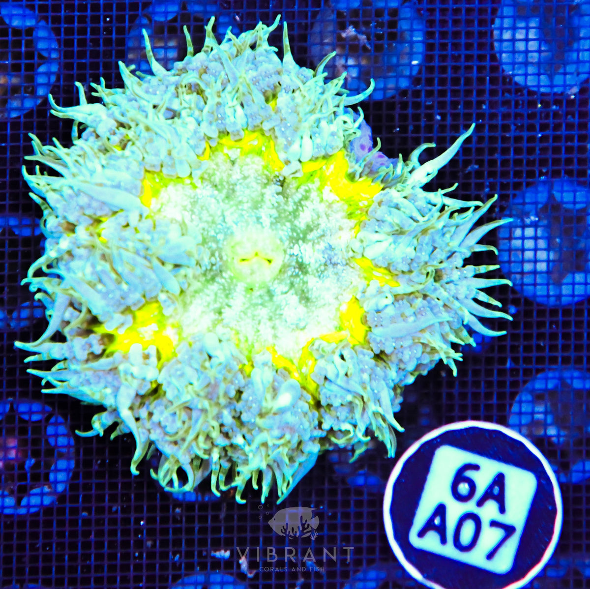 Rock Flower Anemone