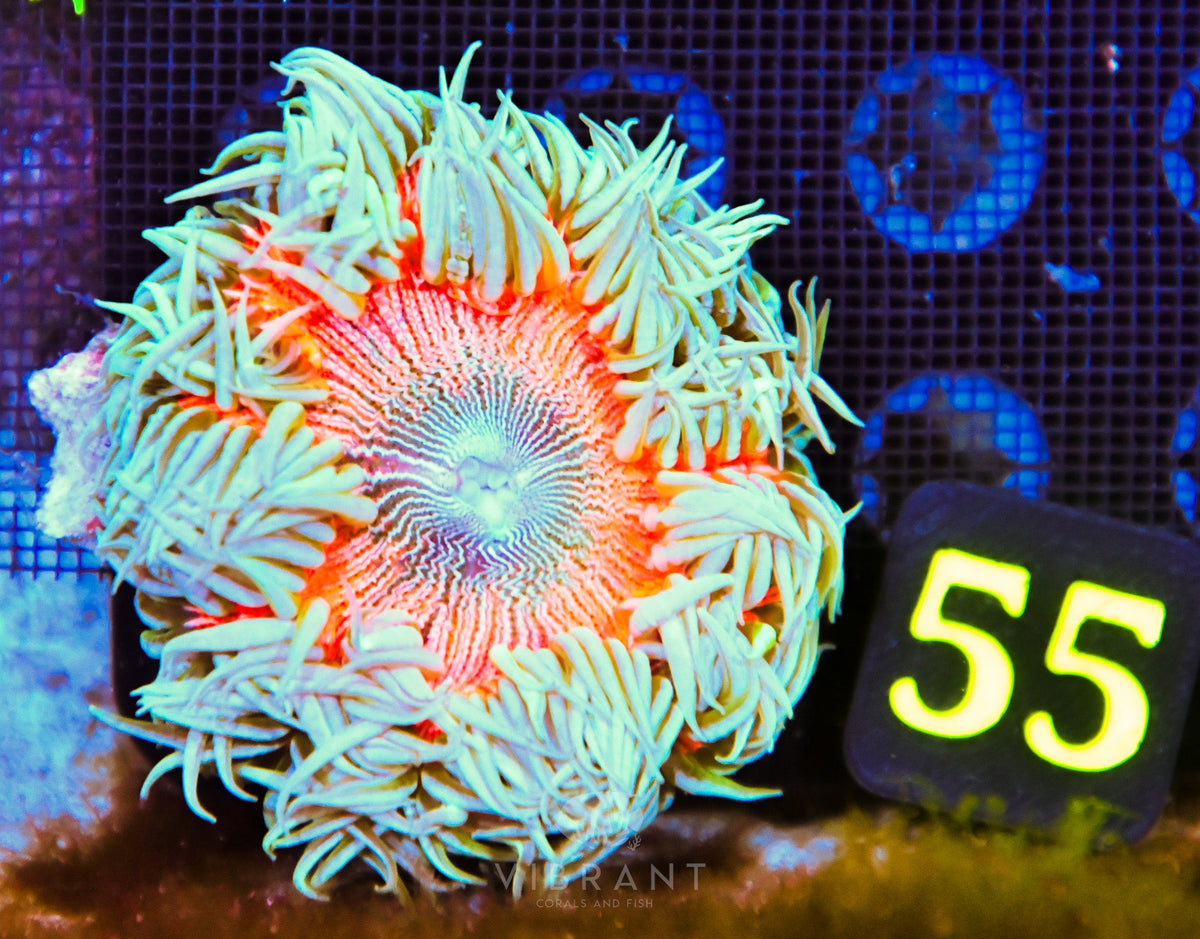 Rock Flower Anemone