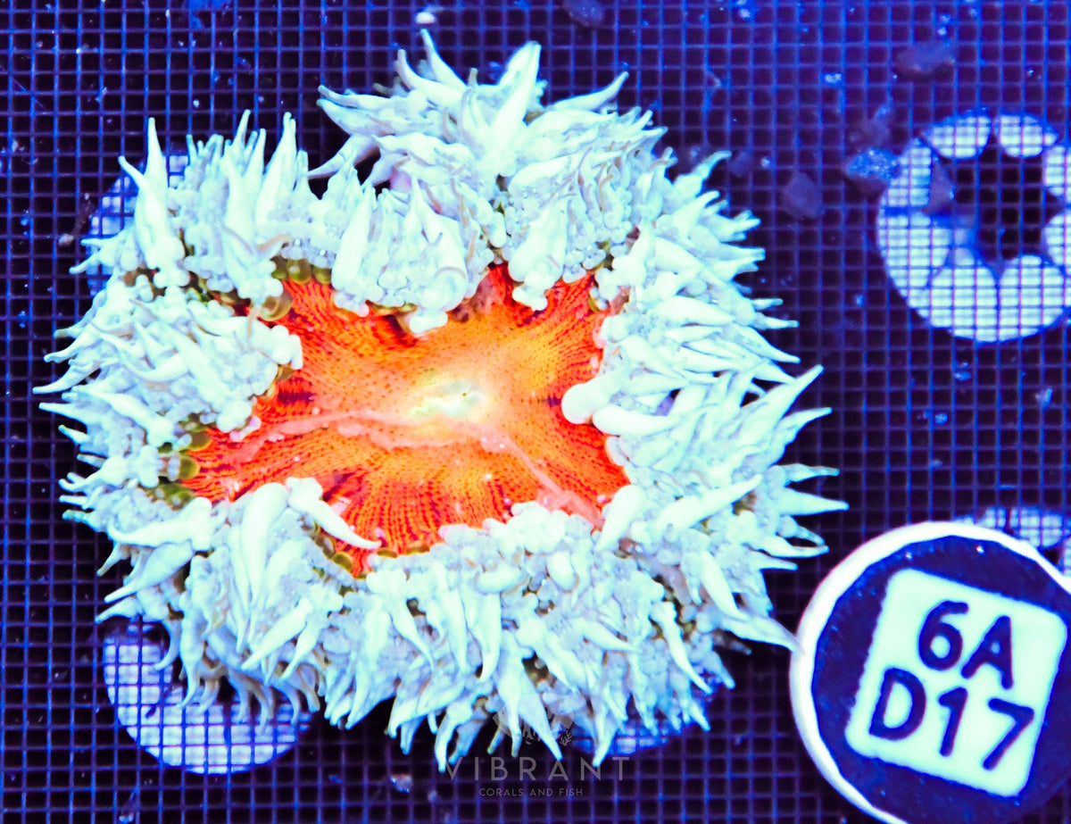 Rock Flower Anemone