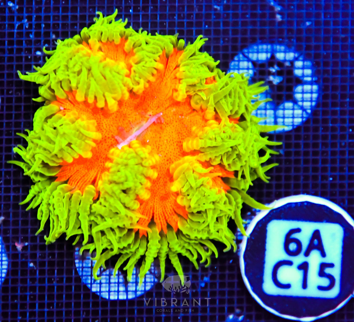Rock Flower Anemone