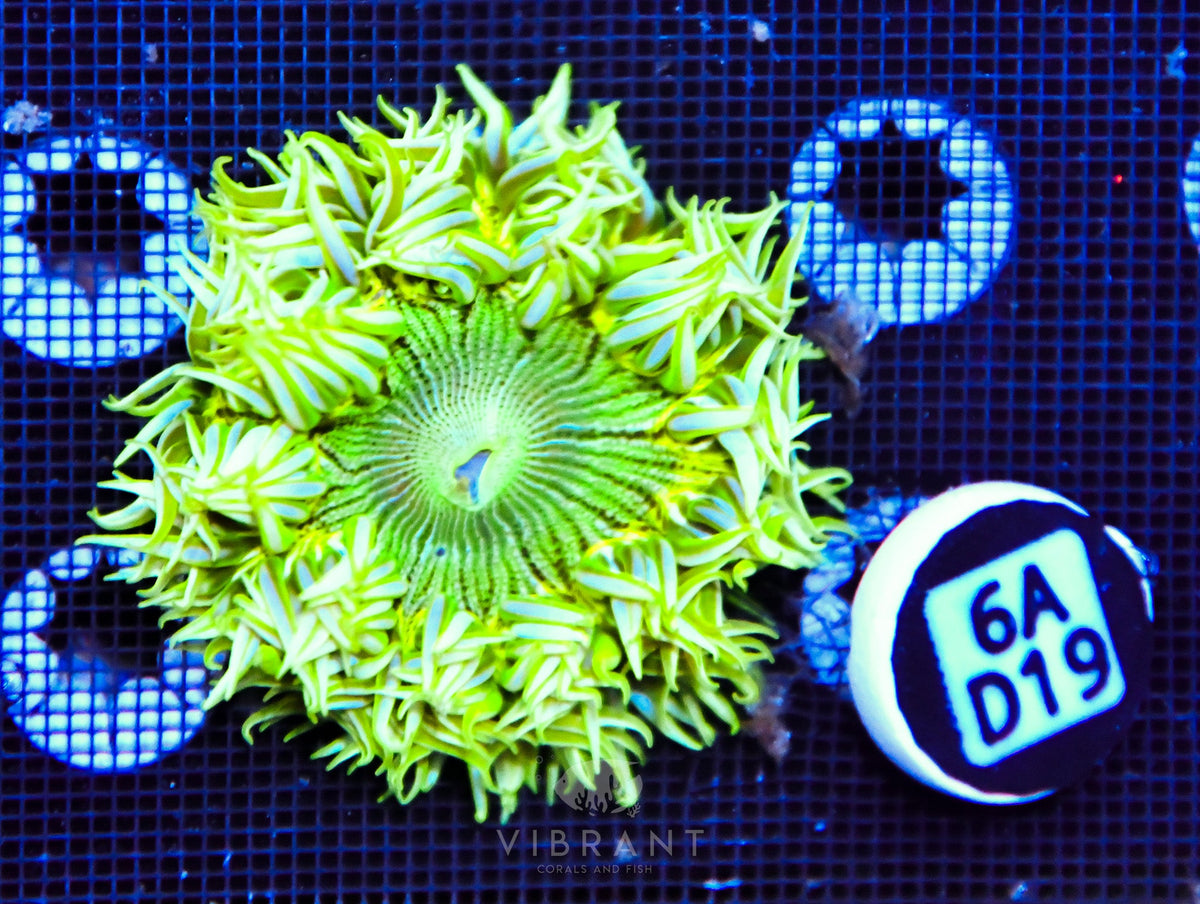 Rock Flower Anemone