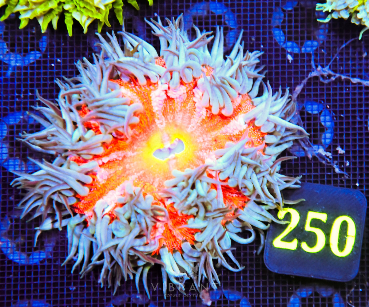Rock Flower Anemone