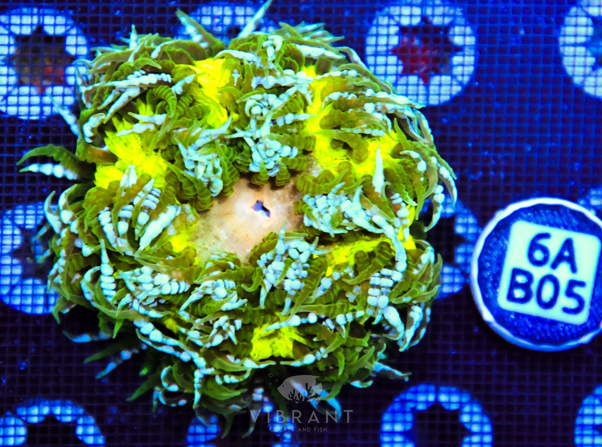 Rock Flower Anemone