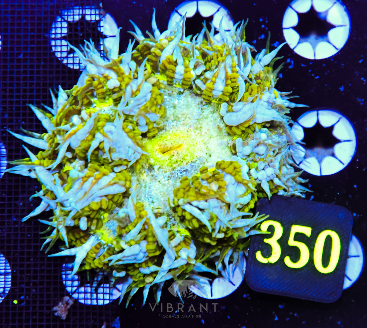 Rock Flower Anemone