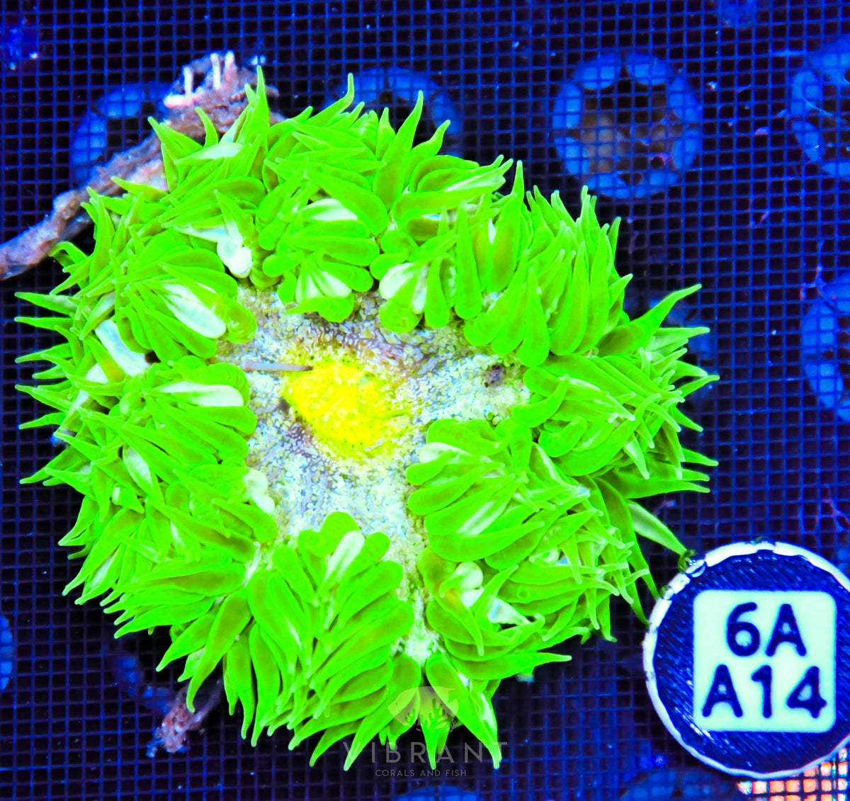 Rock Flower Anemone