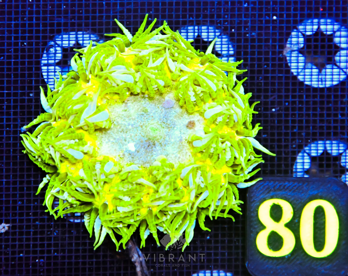 Rock Flower Anemone