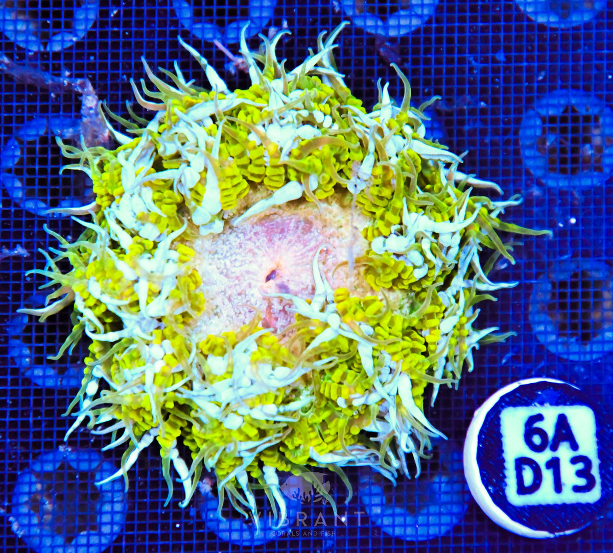Rock Flower Anemone