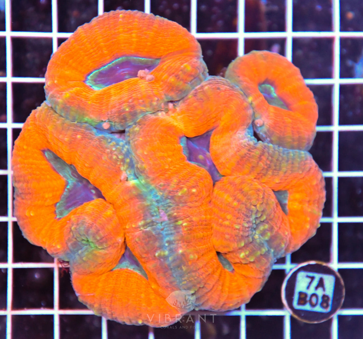 Lobophyllia AUS