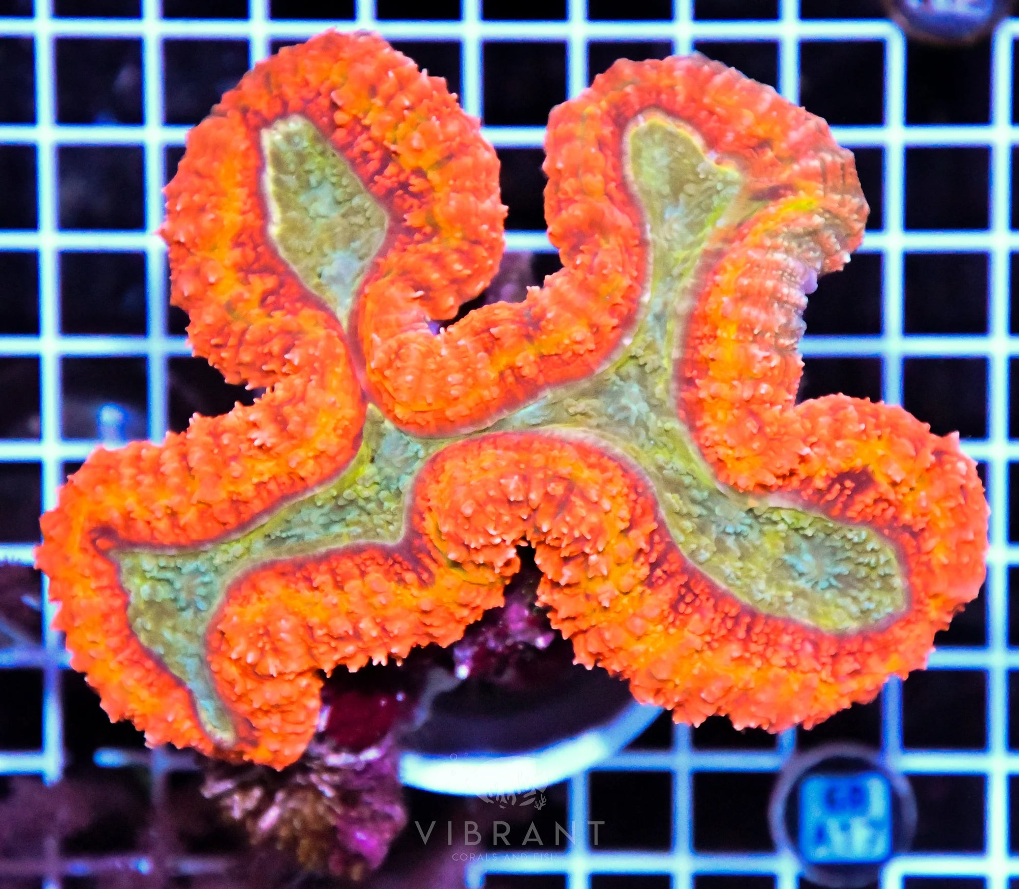 Symphyllia INDO W