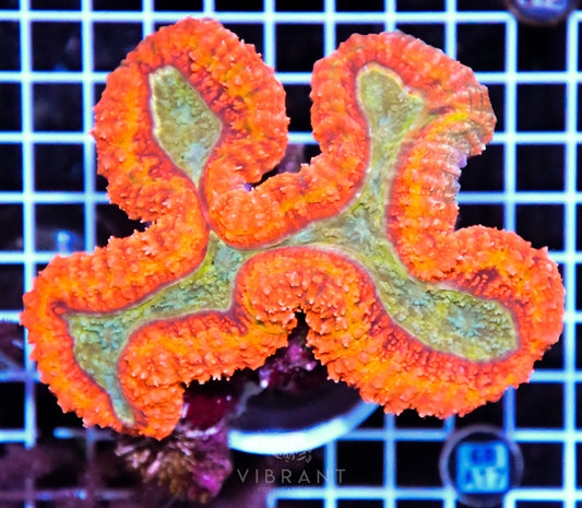Symphyllia INDO W
