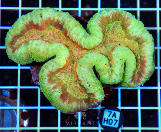 Symphyllia INDO