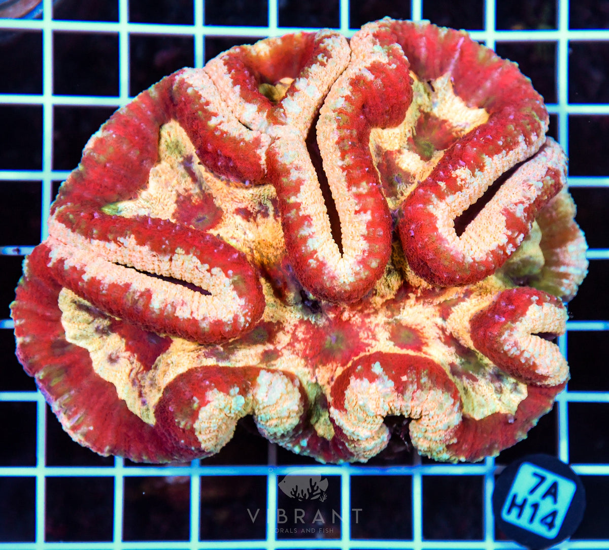 Symphyllia INDO