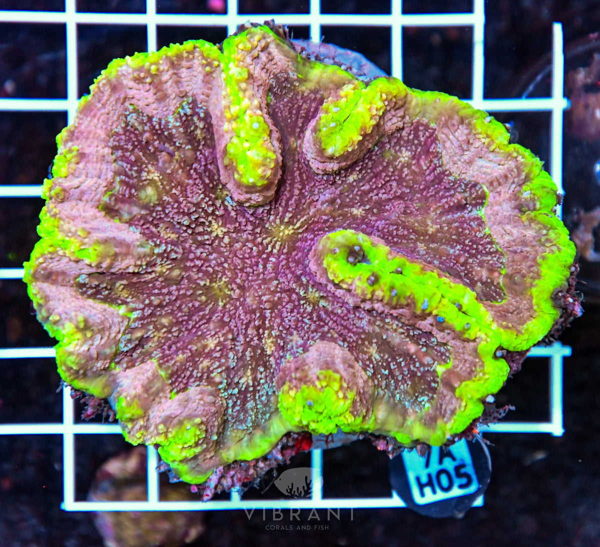Symphyllia INDO